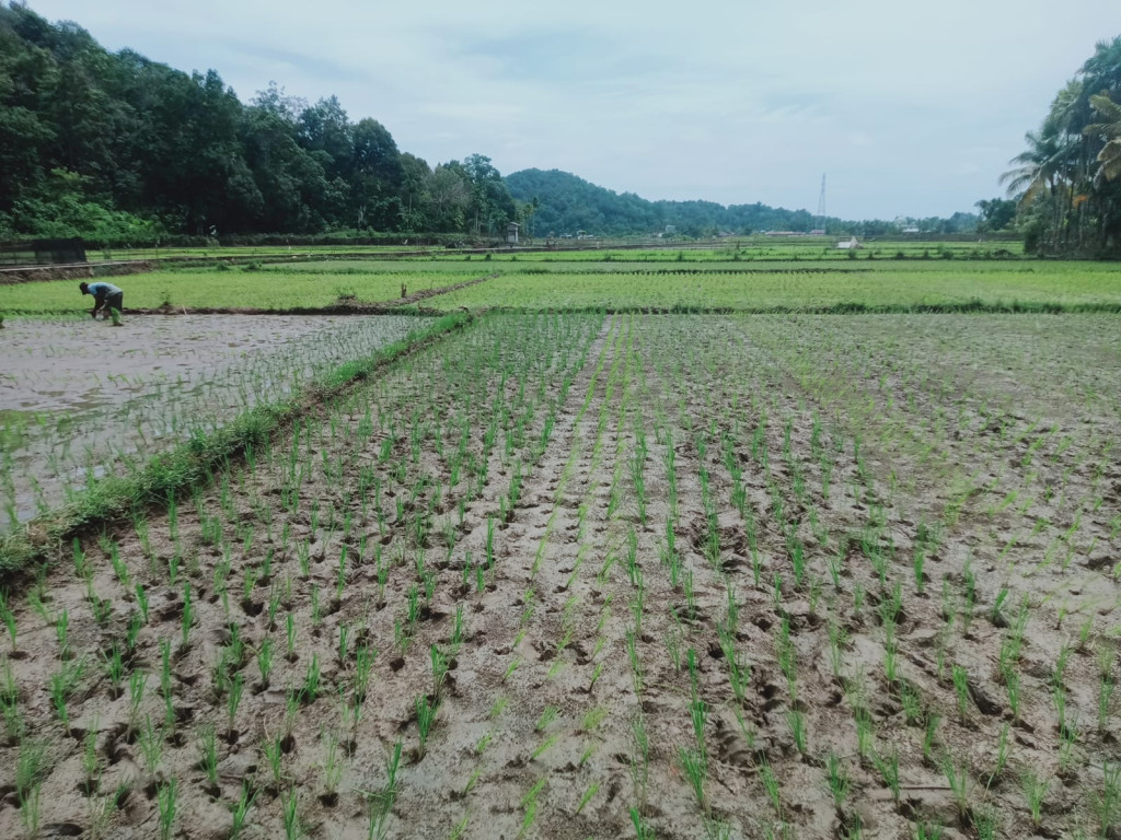 sawah merupakan tanah yang digarap dan diari untuk tempat menanam padi oleh para petani